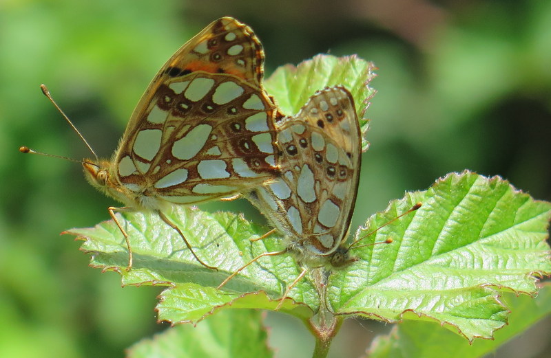 Queen of Spain Fritillary in cop - Angie Seymour Spain